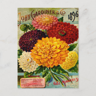 Postal Flores de Dahlia antiguas