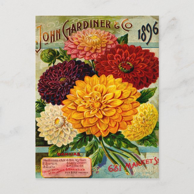Postal Flores de Dahlia antiguas (Anverso)