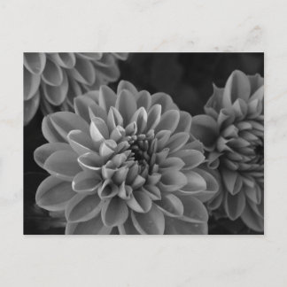 Postal Flores de Dalia (blanco y negro)