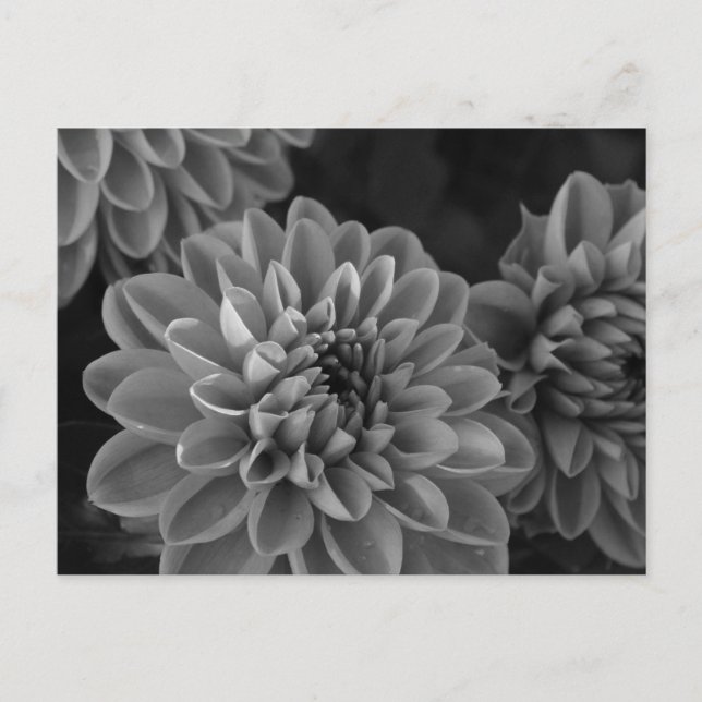 Postal Flores de Dalia (blanco y negro) (Anverso)