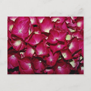 Postal Flores de delfinio