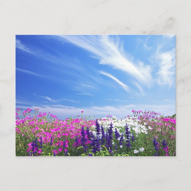Postal Flores de Dianthus y Salvia (Anverso)
