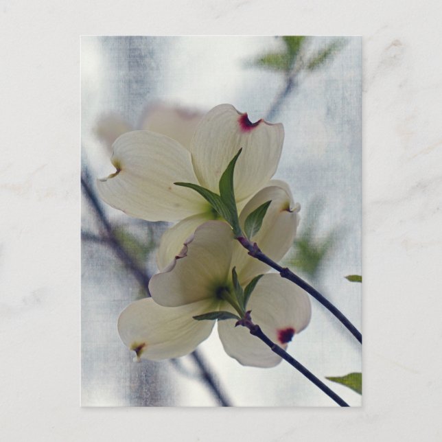 Postal Flores de dogwood (Anverso)