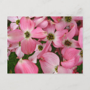 Postal Flores de Dogwood