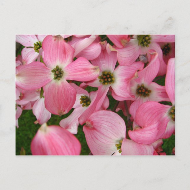 Postal Flores de Dogwood (Anverso)