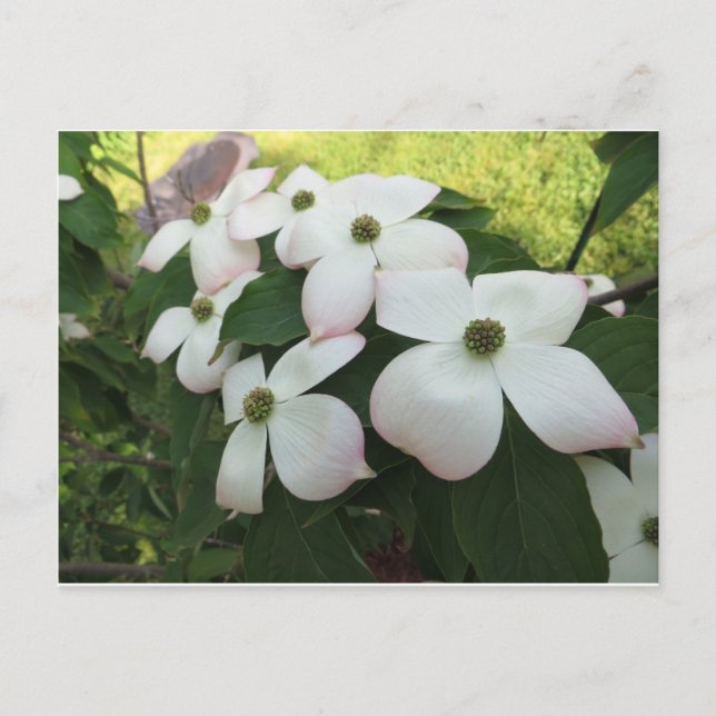 Postal Flores de dogwood (Anverso)