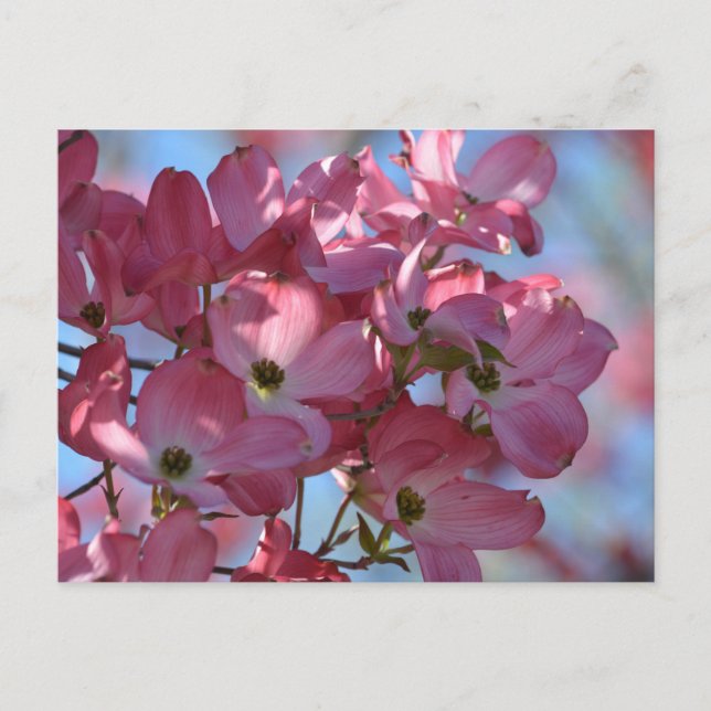 Postal Flores de dogwood (Anverso)