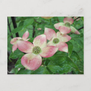 Postal Flores de dogwood húmeda