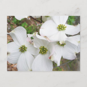 Postal Flores de dogwood orientales - Cornus florida