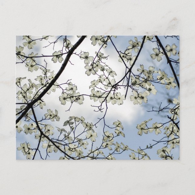 Postal Flores de dogwood y cielo azul (Anverso)
