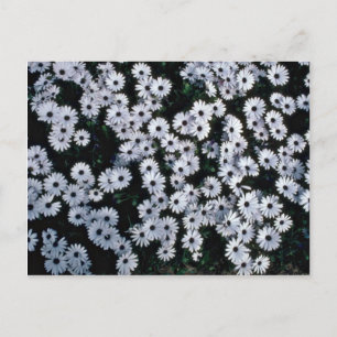 Postal Flores de doncellas blancas de ojos negros