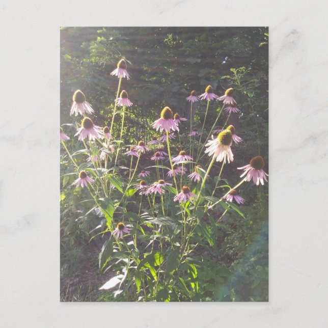 Postal Flores de Echinacea al Sol (Anverso)