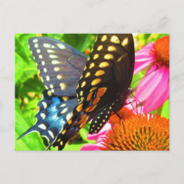 Postal Flores de Echinacea rosada de mariposa de cola neg