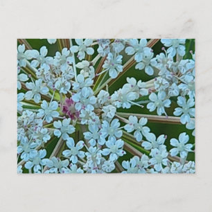 Postal Flores de encaje de la Reina Ana