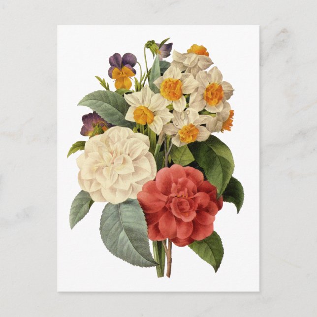 Postal Flores de época, camellias y narcisos, Redoute (Anverso)