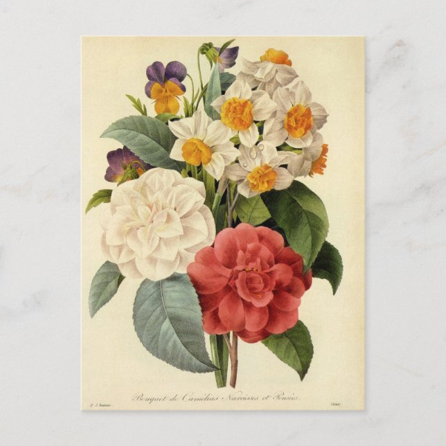 Postal Flores de época, camellias y narcisos, Redoute (Anverso)