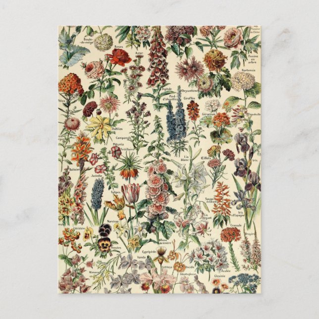 Postal Flores de época de Adolphe Millot (Anverso)