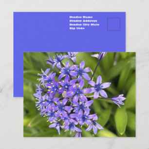 Postal Flores de Escila Portuguesa Primer Plano Foto de l
