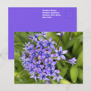 Postal Flores de Escila Portuguesa Primer Plano Foto de l
