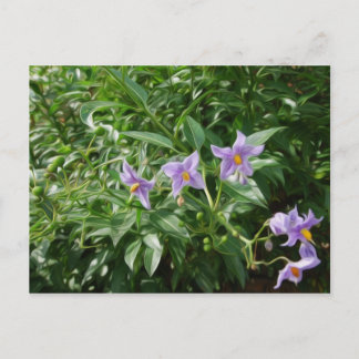 Postal Flores de estrella morada