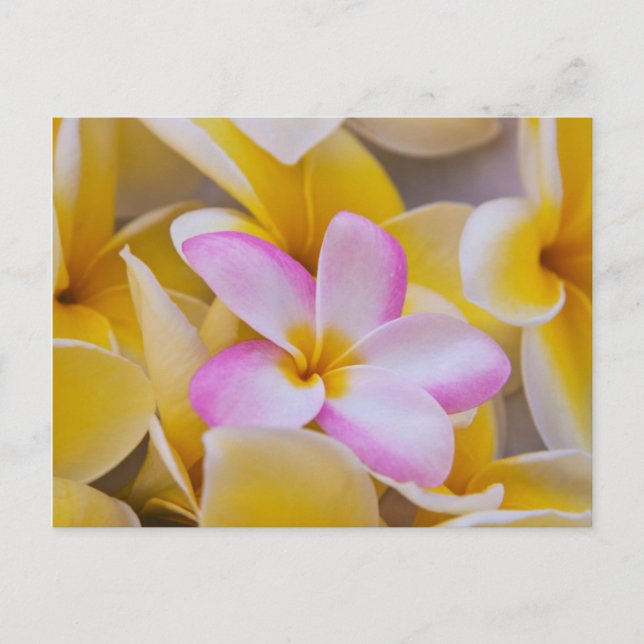 Postal Flores de EUA, Hawaii, Oahu, Plumeria en flor 1 (Anverso)