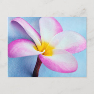 Postal Flores de EUA, Hawaii, Oahu, Plumeria en flor 2