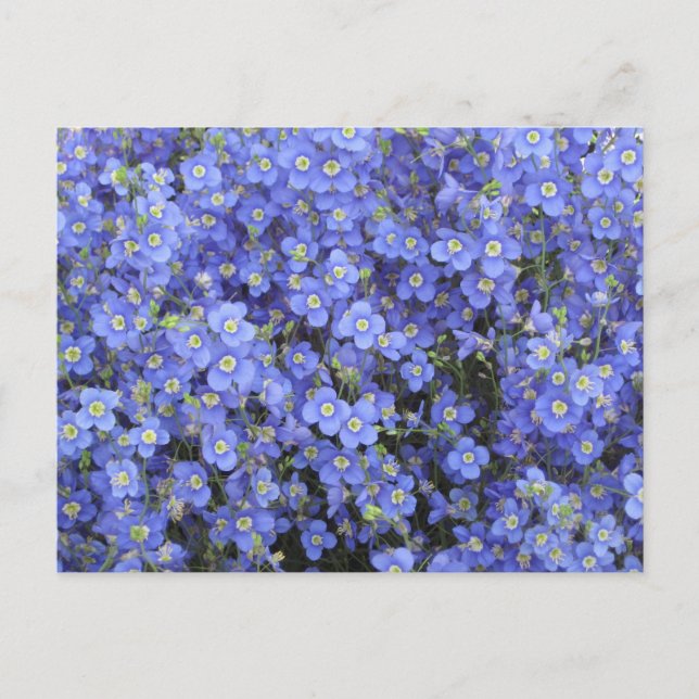 Postal Flores de Flax en Longwood Gardens, Pensilvania (Anverso)