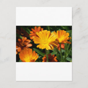Postal Flores de Flor de Amarelo Arte Paz Amor Destino