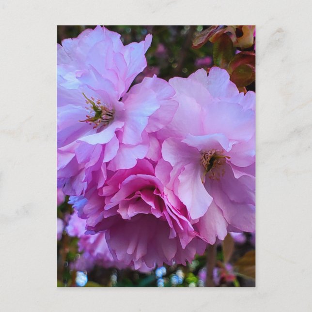 Postal Flores de flores de cerezo rosa (Anverso)