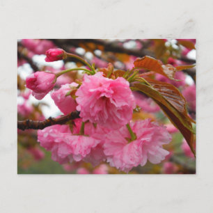 Postal Flores de flores de cerezo rosado caliente