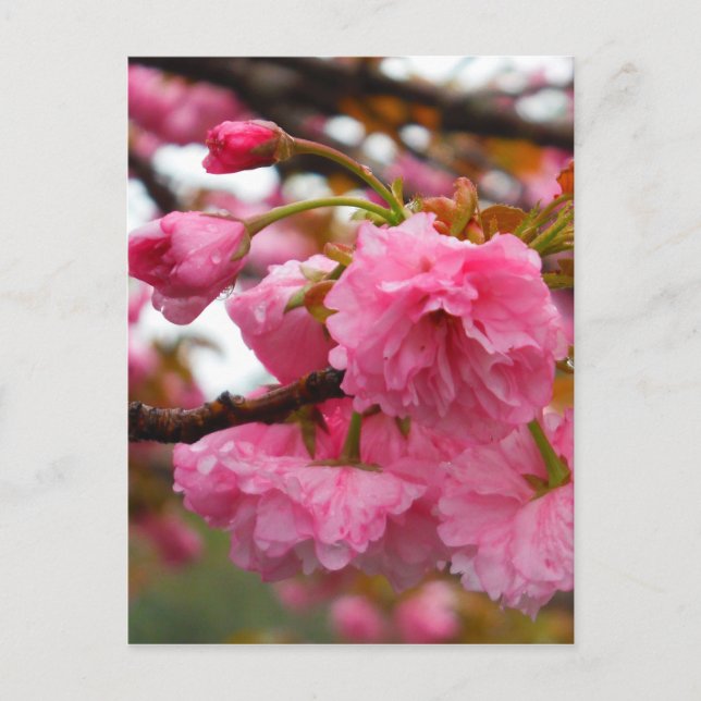 Postal Flores de flores de cerezo rosado caliente (Anverso)