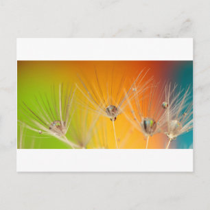 Postal Flores de flores de flores de Dandelion destruyen