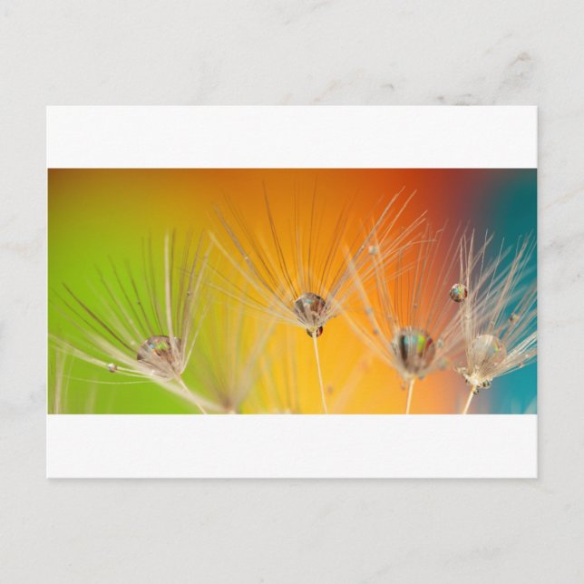Postal Flores de flores de flores de Dandelion destruyen  (Anverso)