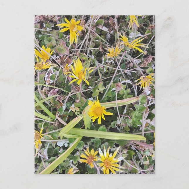 Postal Flores de flores naturales amarillas brillantes en (Anverso)