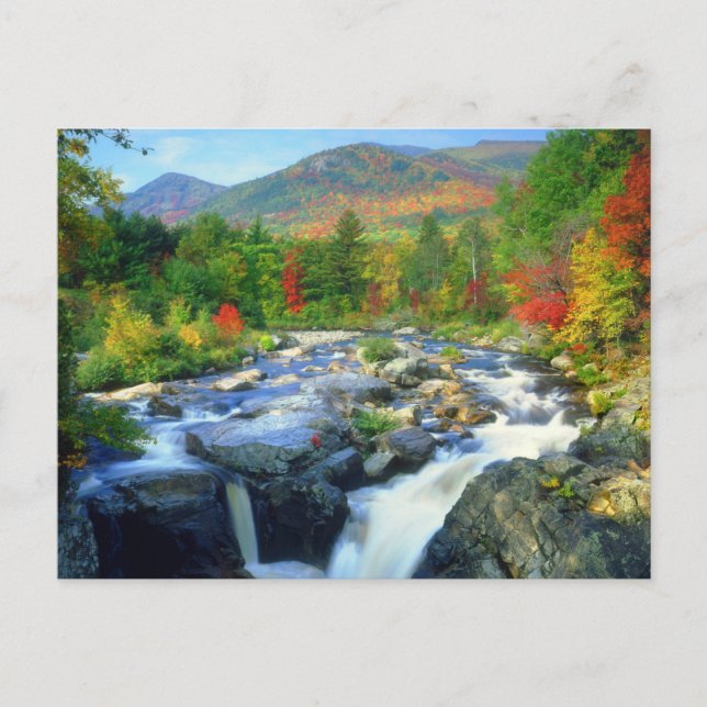 Postal Flores de flume | Montañas Adirondack (Anverso)