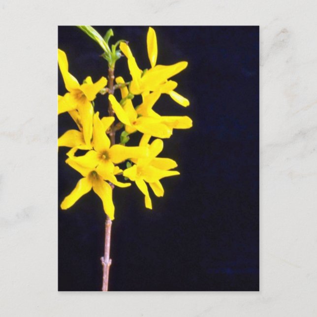 Postal Flores de Forsythia Twig amarillas (Anverso)