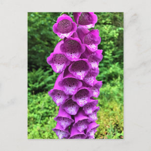 Postal Flores de Foxglove, Oregón