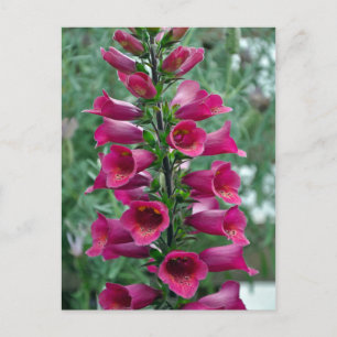 Postal Flores de foxglove rosas