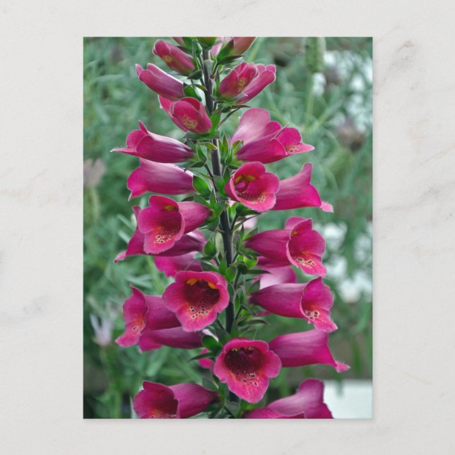 Postal Flores de foxglove rosas (Anverso)