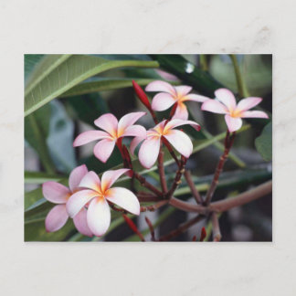Postal Flores de Frangipani