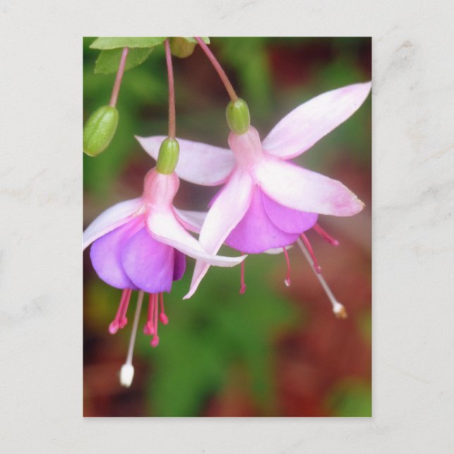Postal Flores de Fuschia (Anverso)