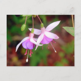 Postal Flores de Fuschia