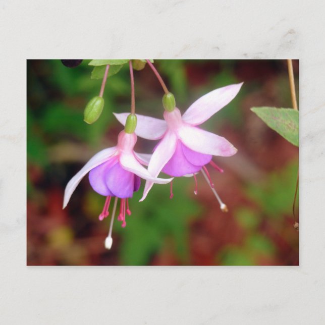 Postal Flores de Fuschia (Anverso)