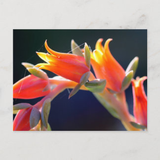 Postal Flores de gallina y pollitos
