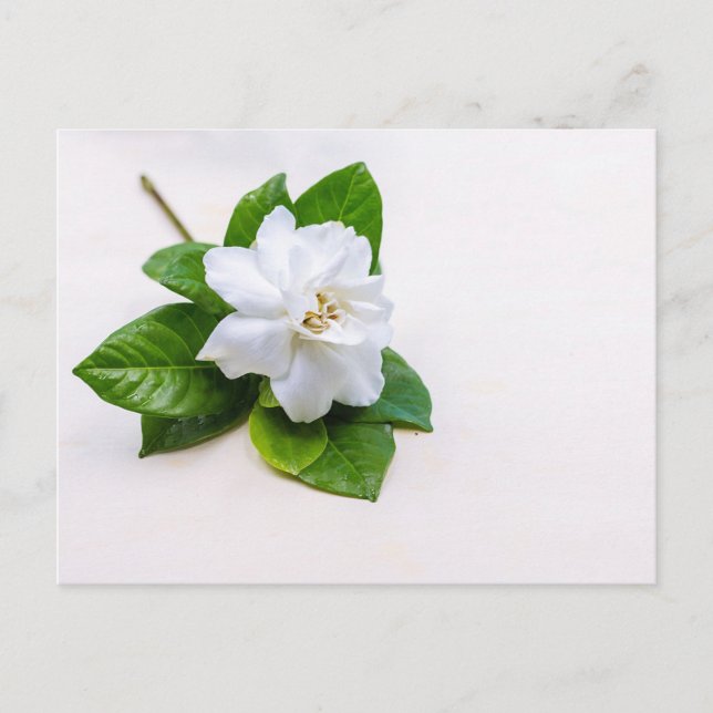 Postal Flores de Gardenia Blanca (Anverso)