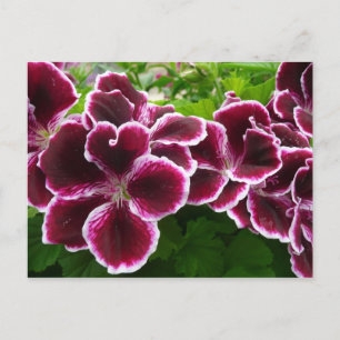 Postal Flores de Geranio Real Elegantes Floral Granate Lu