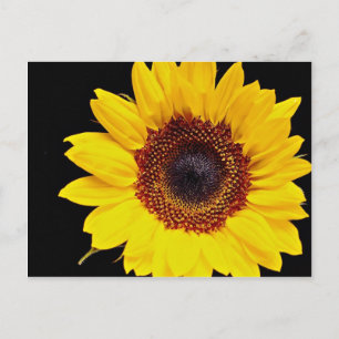 Postal Flores de girasol amarillas