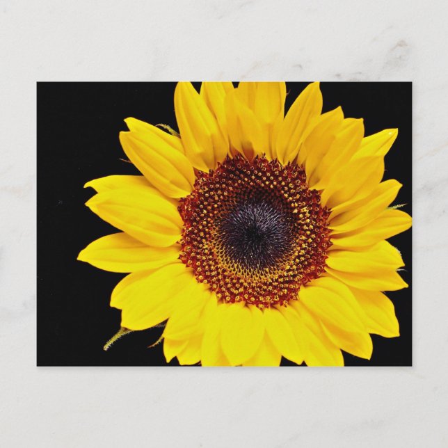 Postal Flores de girasol amarillas (Anverso)
