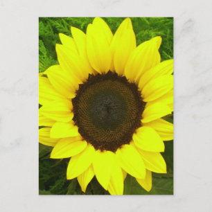 Postal Flores de girasol amarillas y verdes florales