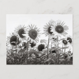 Postal Flores de girasol en blanco y negro